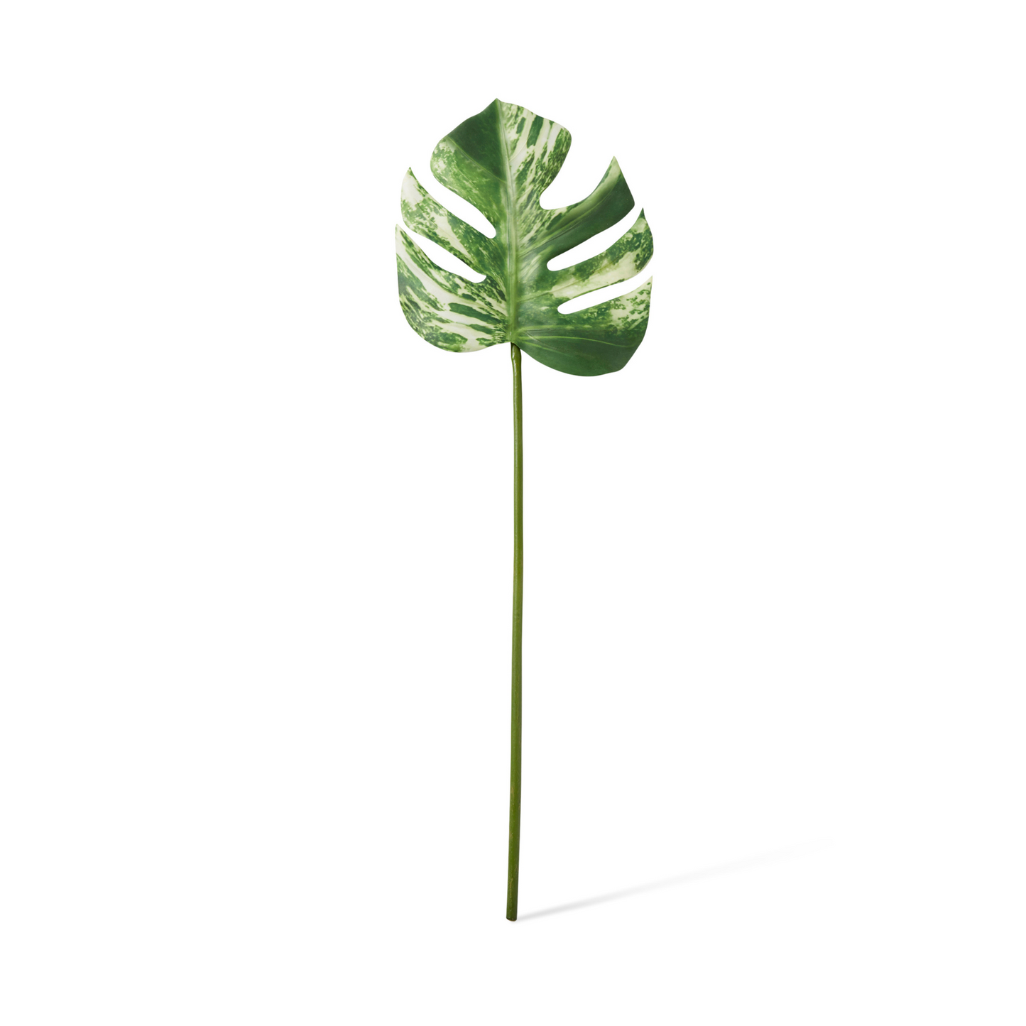 Monstera Stem Variegated