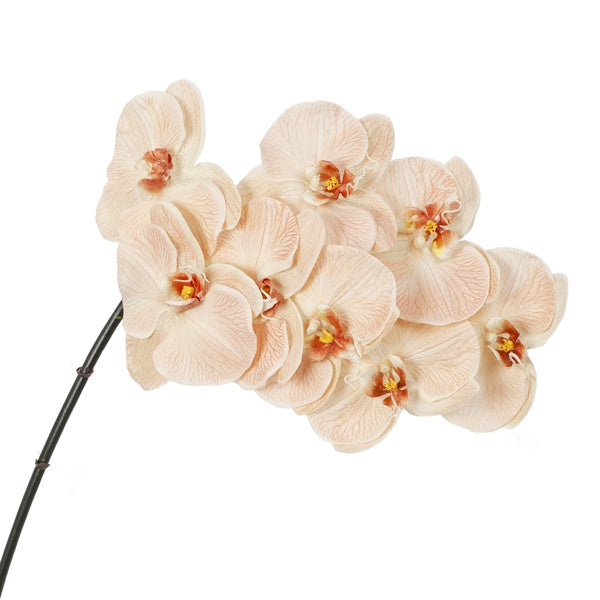 Phalaenopsis Orchid - Salmon